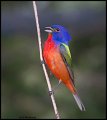 _2SB9420 painted bunting